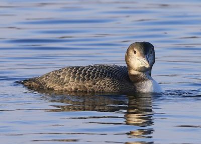 IJsduiker - Great Northern Loon