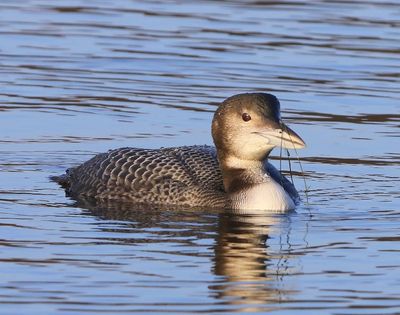 IJsduiker - Great Northern Loon