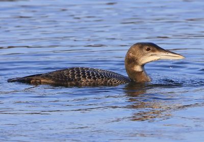 IJsduiker - Great Northern Loon