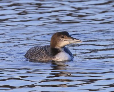 IJsduiker - Great Northern Loon
