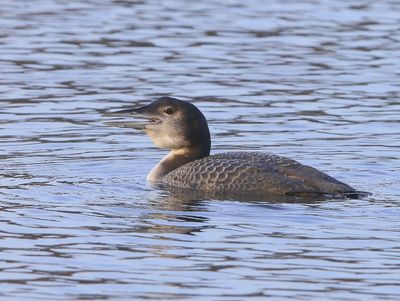 IJsduiker - Great Northern Loon