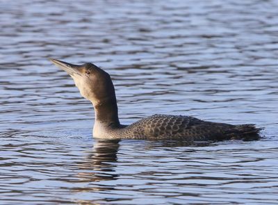 IJsduiker - Great Northern Loon