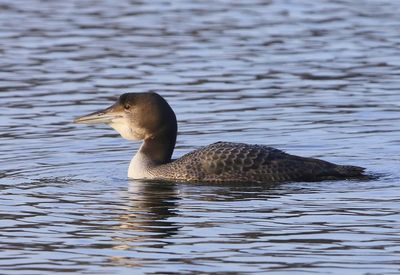 IJsduiker - Great Northern Loon