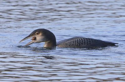 IJsduiker - Great Northern Loon