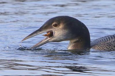 IJsduiker - Great Northern Loon