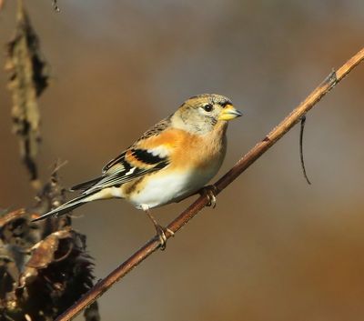Keep - Brambling