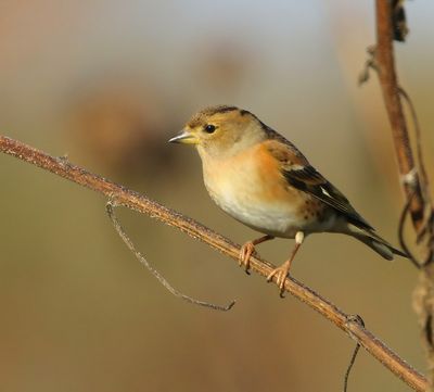 Keep - Brambling
