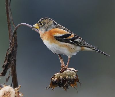 Keep - Brambling