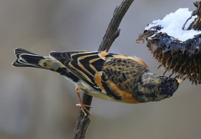 Keep - Brambling