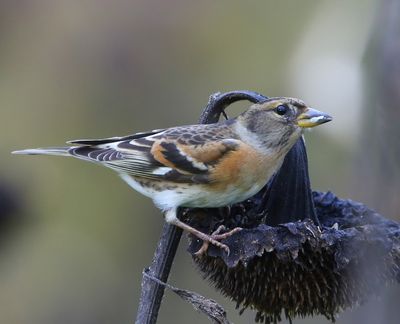 Keep - Brambling