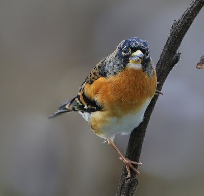 Keep - Brambling