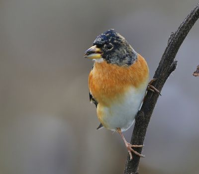 Keep - Brambling