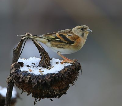 Keep - Brambling