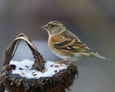 Keep - Brambling