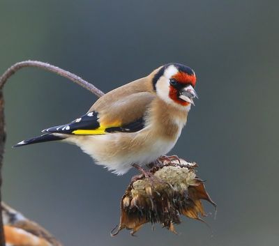 Putter - European Goldfinch