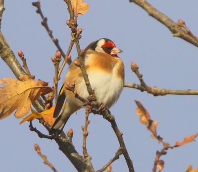 Putter - European Goldfinch