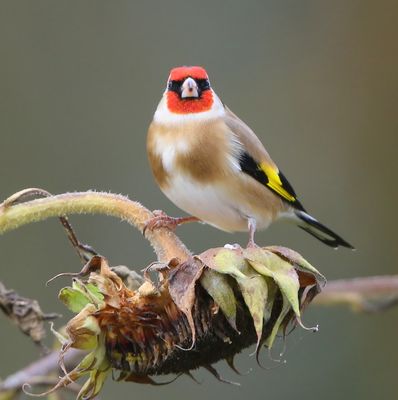 Putter - European Goldfinch