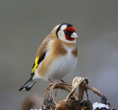 Putter - European Goldfinch