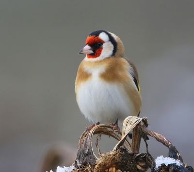 Putter - European Goldfinch