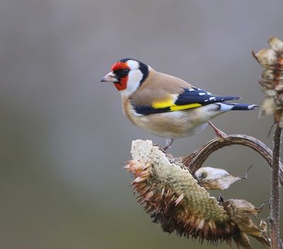 Putter - European Goldfinch