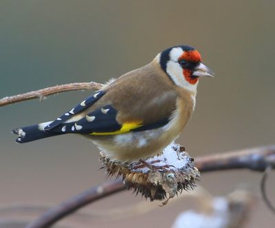 Putter - European Goldfinch