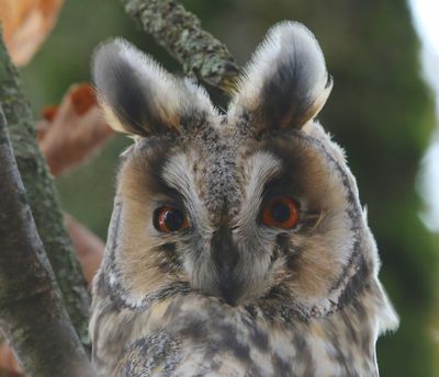 Ransuil - Long-eared Owl