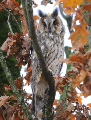 Ransuil - Long-eared Owl