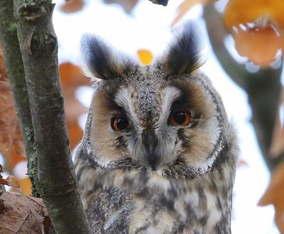 Ransuil - Long-eared Owl