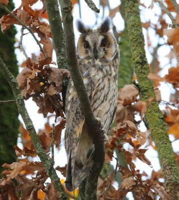 Ransuil - Long-eared Owl