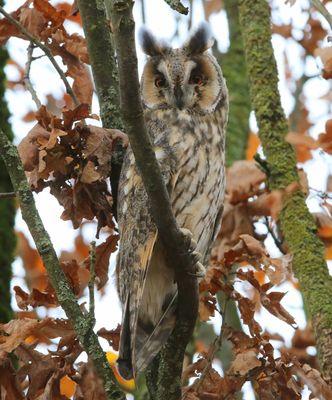 Ransuil - Long-eared Owl