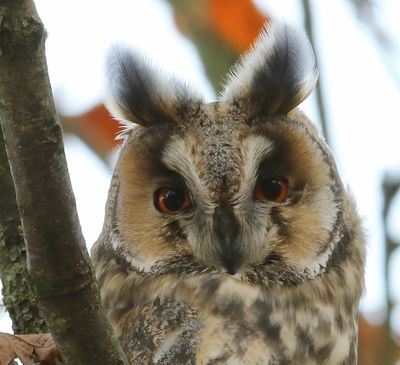 Ransuil - Long-eared Owl