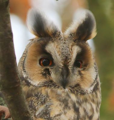 Ransuil - Long-eared Owl