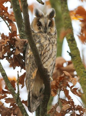 Ransuil - Long-eared Owl