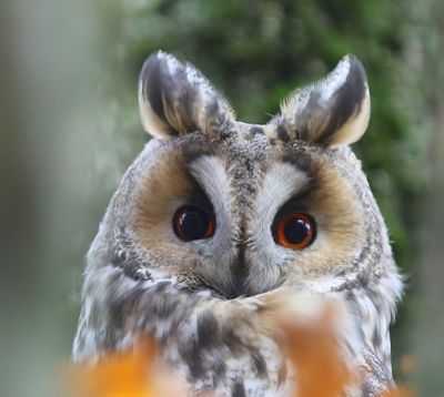 Ransuil - Long-eared Owl