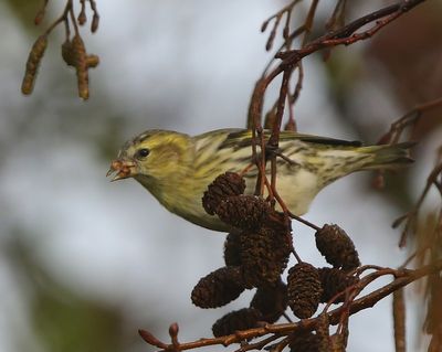 Sijs - Eurasian Siskin