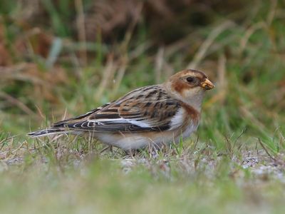 Sneeuwgors - Snow Bunting