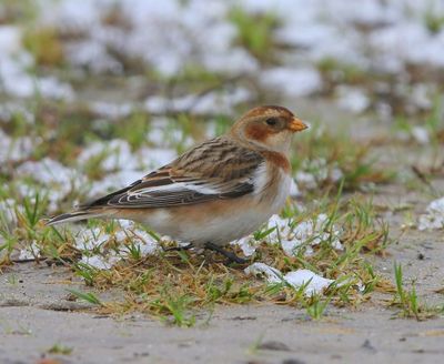 Sneeuwgors - Snow Bunting