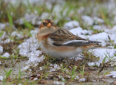 Sneeuwgors - Snow Bunting