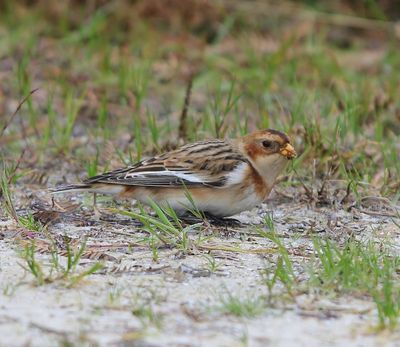 Sneeuwgors - Snow Bunting