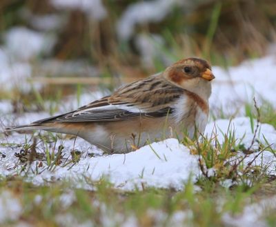 Sneeuwgors - Snow Bunting