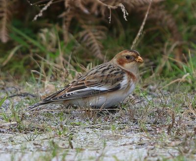 Sneeuwgors - Snow Bunting