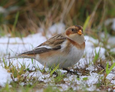 Sneeuwgors - Snow Bunting