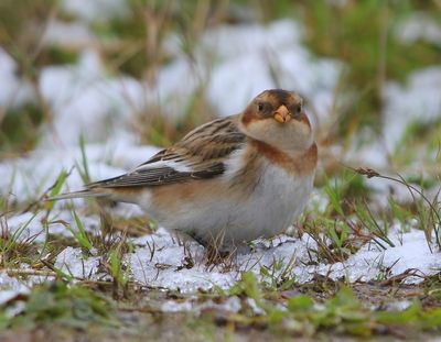 Sneeuwgors - Snow Bunting