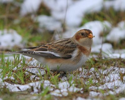 Sneeuwgors - Snow Bunting