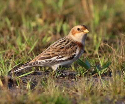 Sneeuwgors - Snow Bunting
