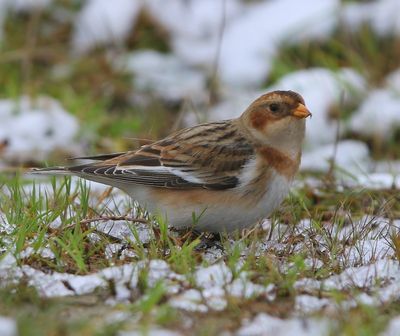 Sneeuwgors - Snow Bunting