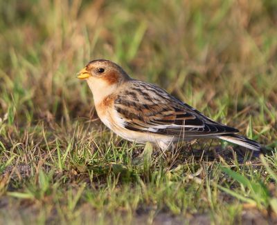 Sneeuwgors - Snow Bunting