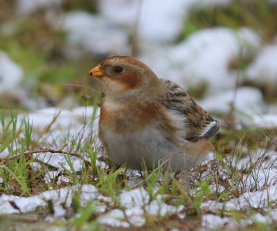 Sneeuwgors - Snow Bunting