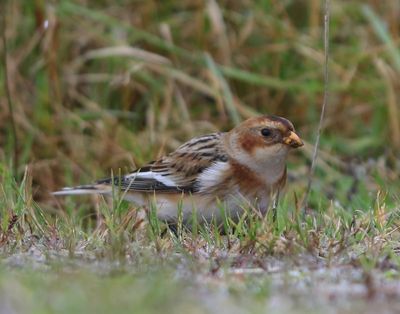 Sneeuwgors - Snow Bunting