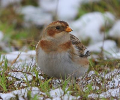 Sneeuwgors - Snow Bunting